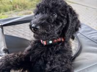 Großpudel-Welpen – Phoebe Maria & Cooper Junior suchen ihre Familie fürs Leben