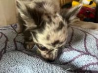 Chihuahua Welpe rüde zu verkaufen