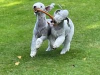 Bedlington Terrier