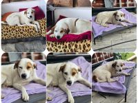 Belle – kleine Freigeistin sucht ruhiges Zuhause