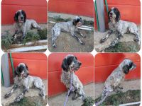 Errol – wunderschöner Setter sucht seine Herzensmenschen