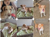 Enrique – kleiner Kuschelbär sucht Zuhause