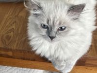 6 süße Ragdoll / Birma Kitten suchen neues Zuhause
