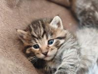 Süße Maine Coon Babies  suchen liebevolles Zuhause