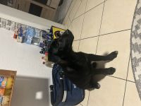 Mischlingswelpe Buddy sucht DRINGEND ein neues zu Hause!