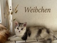 Verspielte schöne Maine Coon Kitten abzugeben