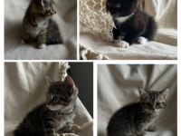 BKH Kitten, BKH Mischling