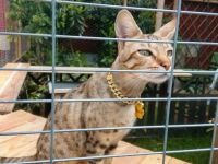 Savannah f 5 SBT mit Zuchtzulassung