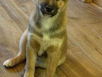 Wunderschöne Shiba-Inu-Welpen suchen ihr liebevolles Für-immer-Zuhause