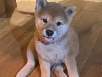 Wunderschöne Shiba-Inu-Welpen suchen ihr liebevolles Für-immer-Zuhause