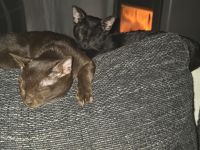 Katzen Brüder Bombay suchen dringend eine liebevolle Familie