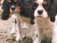 Cavalier-Welpen mit Stammbaum zu vek8rkaufen