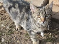 Junge Katze mit besonderem Fellmuster