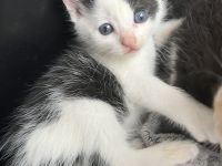 Die süße Bella Bkh mix Mädchen sehr sehr verschmust wegen handaufzucht sucht ab sofort
