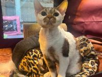 Miu - Devon Rex - für Liebhaber oder Zucht