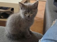 Bkh mix kitten