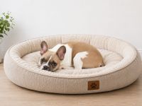 Französische bulldogge Rüde
