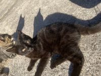 Kater zu verkaufen