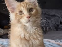 Maine coon kitten mit Stammbaum