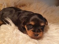 Zuckersüsse Yorkshire-Terrier Welpen
