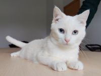 Die verschmuste Rosca sehnt sich sehr nach einem liebevollen Zuhause