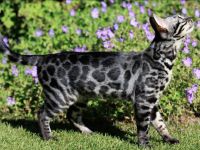 🐾 Wunderschöne Bengal-Mädchen suchen ein liebevolles Zuhause! 🐾 Kitten