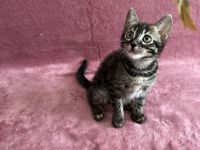 🐾 Wunderschöne Bengal-Mädchen suchen ein liebevolles Zuhause! 🐾 Kitten