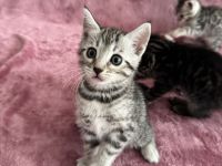 🐾 Wunderschöne Bengal-Mädchen suchen ein liebevolles Zuhause! 🐾 Kitten