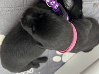 Schwarze Labradorwelpen