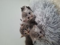 Maine coon / britisch kurzhaar mix