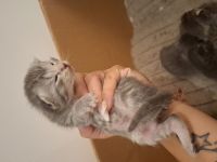 Maine coon / britisch kurzhaar mix