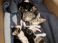 7 wunderschöne Kitten suchen ein neues Zuhause!