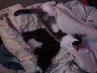 2 junger kitten