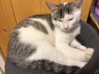 junger kater
