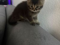 Zwei liebevolle Kater suchen ein neues Zuhause