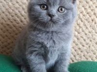 Süßes BKH-Kitten in Schwarz und Blau – Liebevolles Zuhause gesucht!