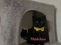 Süßes BKH-Kitten in Schwarz – Liebevolles Zuhause gesucht!