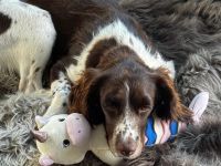 Alma, a.d.Tierschutz, sucht bewegungsfreudige Menschen