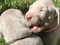 Weimaraner Welpen / reinrassig 1 Rüde / 1 Hündin