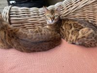 Reinrassige, tragende ‼️Bengalkatze 2 Jahre, treu, lieb, super verschmust ❣️🥰