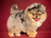 🐾 Wunderschöner männlicher Pomeranian / Zwergspitz