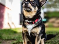 Dobby Chi