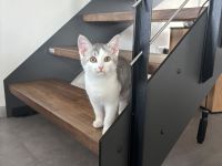 Kätzchen zu verkaufen, sofort abgabebereit