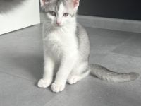 Kitten zu verkaufen