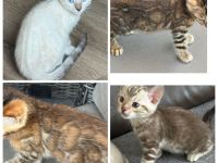 Bengal kitten in Tollen Farben Mit Stammbaum