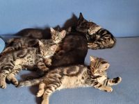 Katzenbabys Hauskatze, schwarz und im grauen Tabbymuster