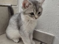 Bkh Kitten (alle Jungs)