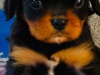 Cavalier King Charles Spaniel Welpe Rüde in black and tan