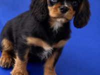 Cavalier King Charles Spaniel Welpe Rüde in black and tan
