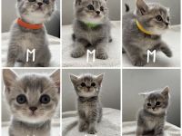 Reine BKH-Kitten